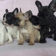 French Bulldog Puppies for sale